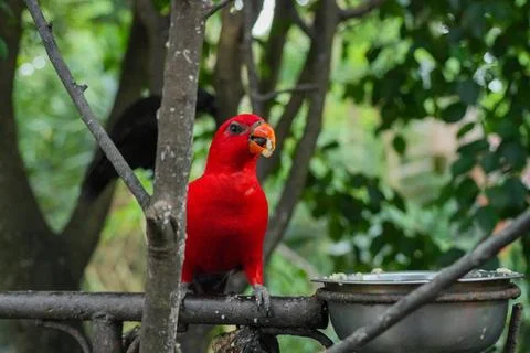A red lory is perched on the feeder. Stock Photos