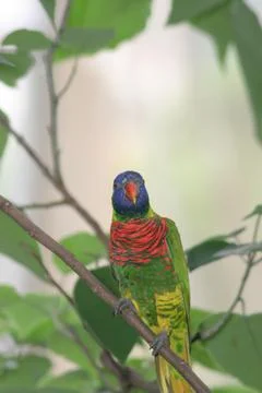 The red lory perched in the rainforest tree Foto stock