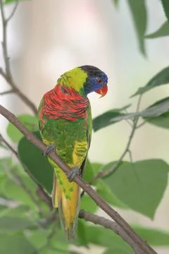 The red lory perched in the rainforest tree 스톡 사진