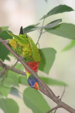 The red lory perched in the rainforest tree Foto stock