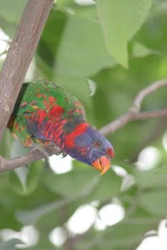 The red lory perched in the rainforest tree 스톡 사진