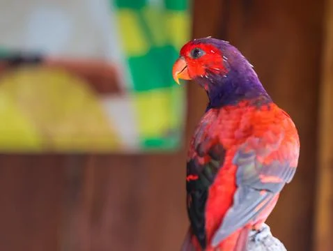 A red lory potrait from back at the zoo Stock Photos