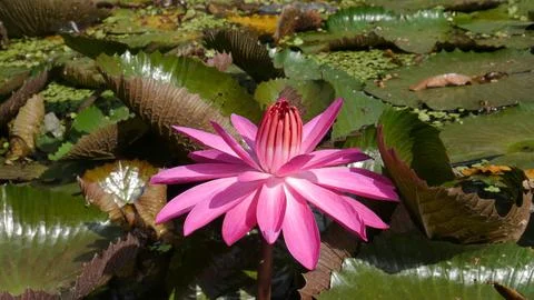 Red lotus 1 Foto stock