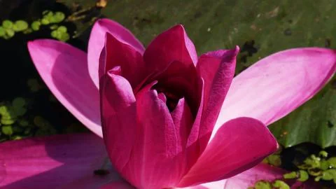 Red lotus 2 Stock Photos