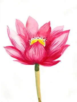 Red lotus Stock Illustration
