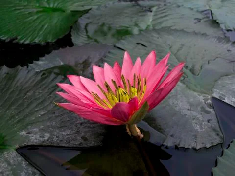 Red lotus. Foto stock