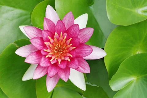 Red lotus Stock Photos