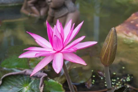Red lotus Stock Photos