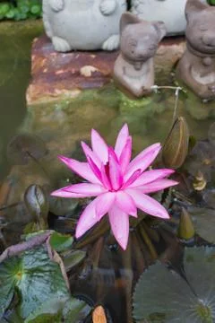 Red lotus Stock Photos