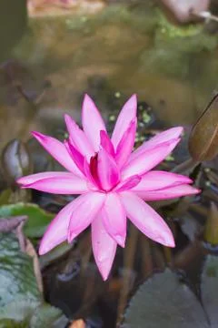 Red lotus Stock Photos
