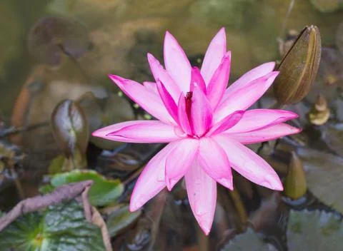 Red lotus Stock Photos
