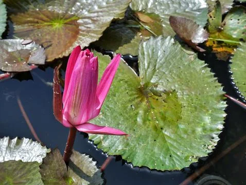 Red lotus Stockfoto's