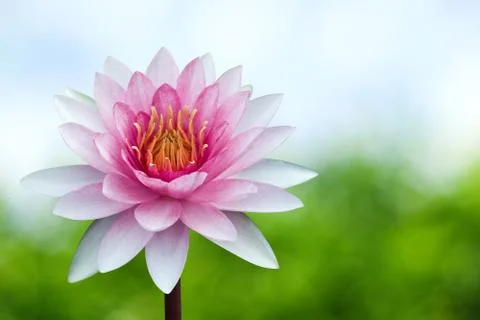 Red lotus on spring background Stock Photos
