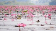 Red Lotus In Swamp Stock Footage