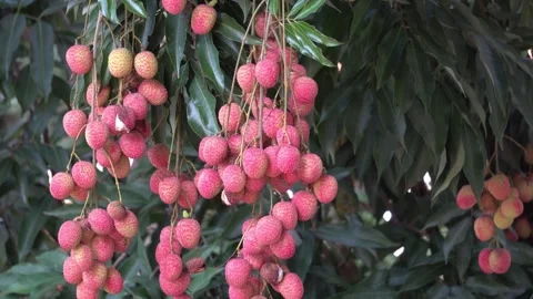 Red Lychee fruit hanging on a tree in an orchard. Stock Footage 344566296