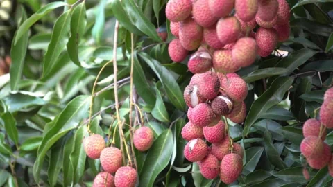Red Lychee fruit hanging on a tree in an orchard. Stock Footage 345232049
