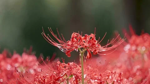 Video hoa higanbana mang đến cho bạn một khung cảnh rực rỡ và vô cùng độc đáo. Hãy xem và trải nghiệm sự kì diệu của video này, và cảm nhận sự độc đáo của loài hoa higanbana.