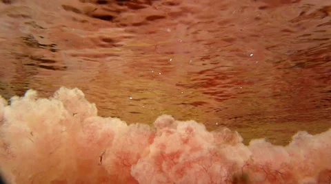 Red Macarenia clavigera Stock Footage 27668505