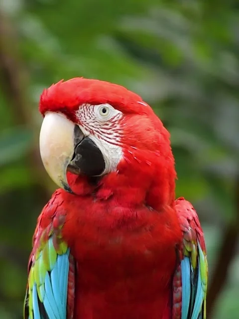 Red macaw bird flying in tropical jungle Stock Footage 336332901