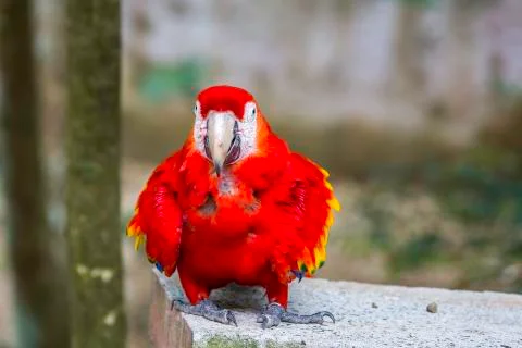 Red macaw bird Stock Photos