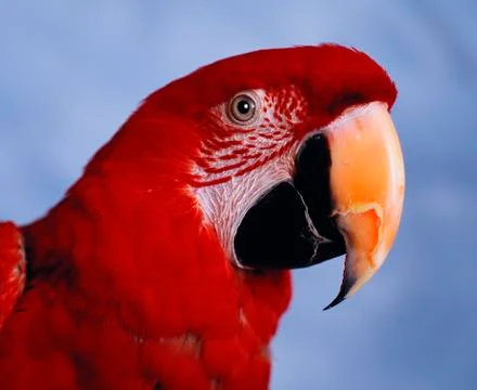 RED MACAW ON BLUE BACKGROUND Stock Photos