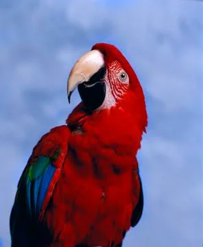 RED MACAW ON BLUE BACKGROUND Foto stock