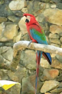 Red macaw on a branch with a stone background Stock Photos