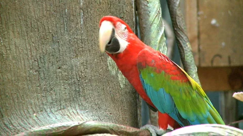 Red Macaw Stock Footage 114213