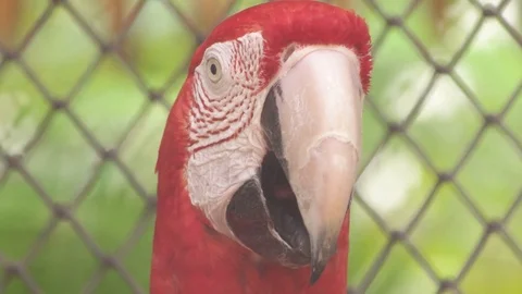 Red Macaw head Stock Footage 79595582