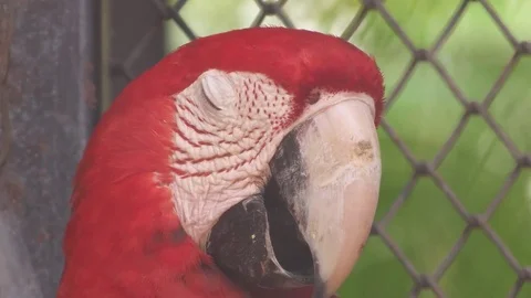 Red Macaw head Stock Footage 79595605
