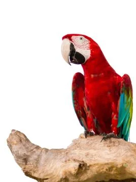 Red macaw on isolate background. Stock Photos