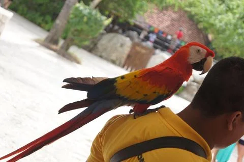 Red macaw on mans left shoulder 스톡 사진