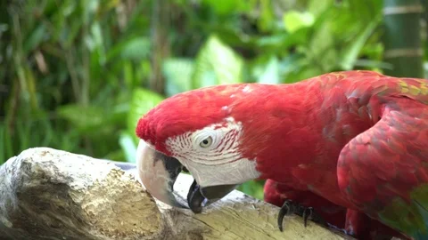 Red macaw parrot bites a tree branch in the park. Stock Footage 104286418