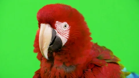 Red Macaw parrot with fluffed up head feathers looks at camera and shakes Stock Footage 96072394
