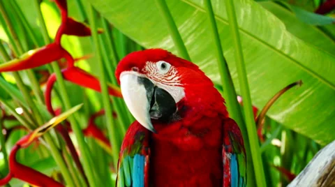 Red macaw parrot Stock-Footage 59973954