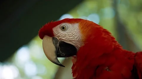 Red macaw parrot head in closeup with cinematic shallow depth field. Stock-Footage 341068546
