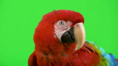 Red Macaw parrot looks at camera and shakes its head no, in disagreement Stock Footage 96072376