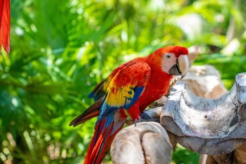 Red macaw parrot perching on tree bark in Xcaret ecotourism park Stock Photos