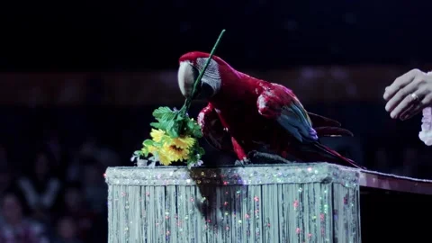 Red macaw parrot performing on glitter stage, holding artificial yellow flowers Stock Footage 344865180