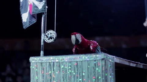Red macaw parrot performing impressive trick on sparkling stage with pirate flag Stock Footage 344865157
