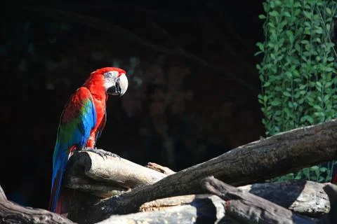 Red macaw parrot Foto stock