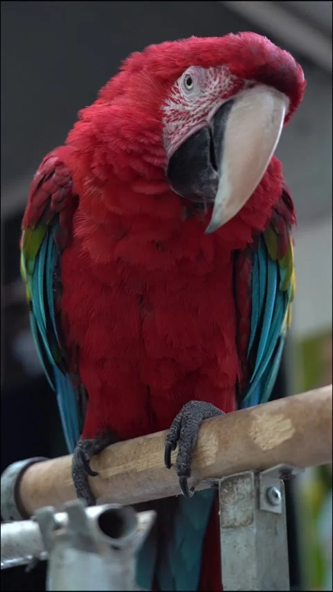 Red Macaw parrot sleeping sitting on a branch in the park Video stock 283648546