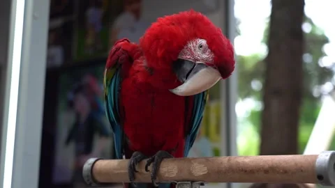 Red Macaw parrot sleeping sitting on a branch in the park Stock Footage 283648548