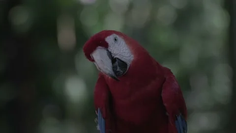 Red macaw, parrot in slow motion Stock Footage 228168581