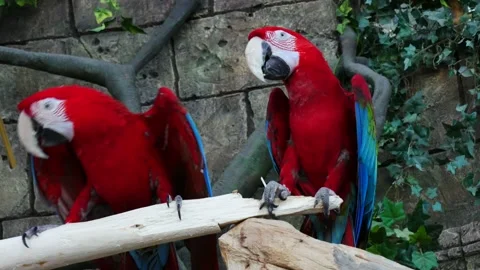 Red macaw parrots on a branch. 動画素材 170250463