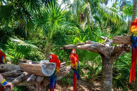 Red macaw parrots perching on tree bark in Xcaret ecotourism park 스톡 사진