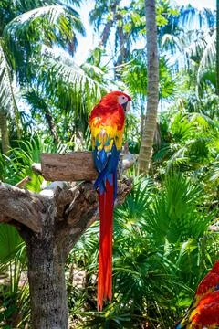 Red macaw parrots perching on tree bark in Xcaret ecotourism park 스톡 사진