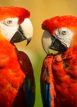 Red macaw parrots Stock Photos