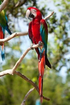 Red macaw perched on a tree Stock Photos