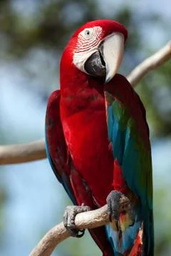 Red macaw perched on a tree Stock Photos
